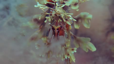 leafy sea dragon with eggs 4k slow motion south australia