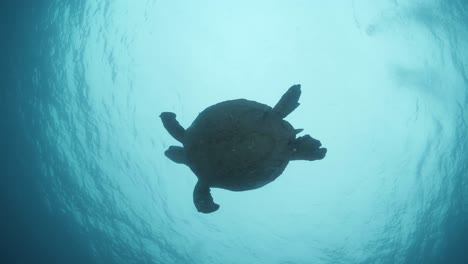 Una-Silueta-De-Una-Gran-Tortuga-Marina-Que-Nada-Hacia-La-Superficie-Azul-Del-Océano