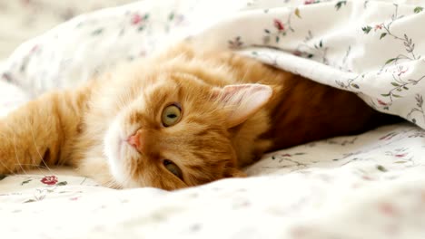 cute ginger cat lying in bed. fluffy pet comfortably settled to sleep under blanket. and looked curiously on something moving behind the scene. cozy home background with funny pet