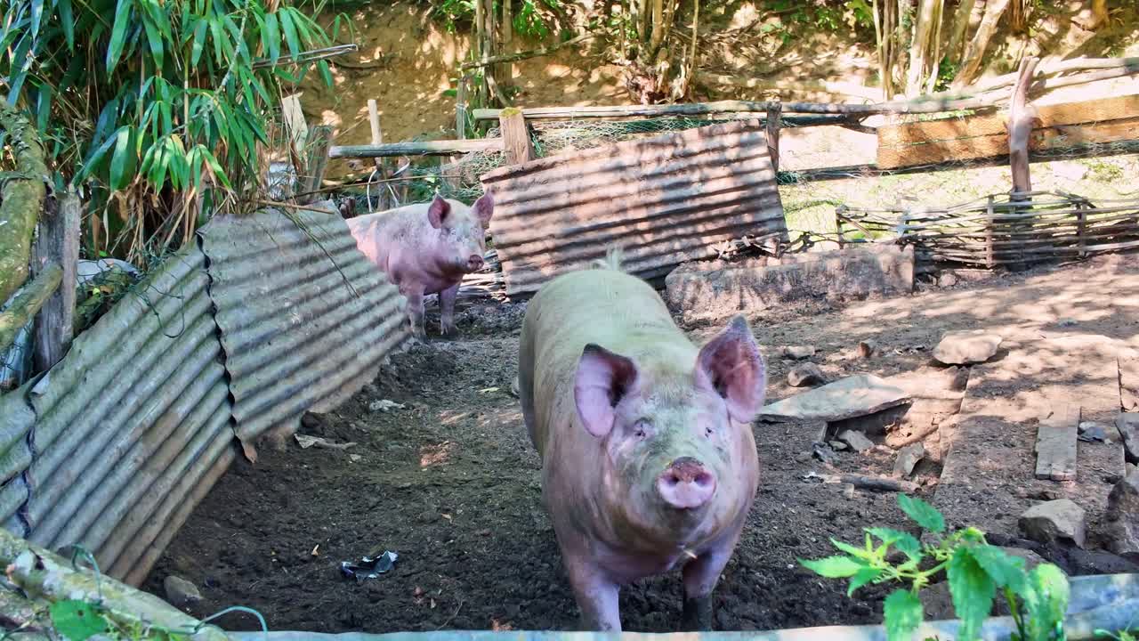 Stationary shot of two muddy pigs in a rural pen made of metal sheets and wood. One pig enters, the other looks at the camera - France