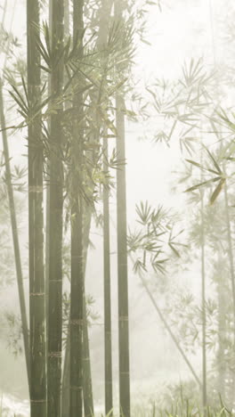 foggy bamboo forest