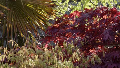 Von-Hinten-Beleuchtete-Sonne-Auf-Acer-Palmatum-Atropurpureum,-Acer-Palmatum-Dissectum-Und-Trachycarpus