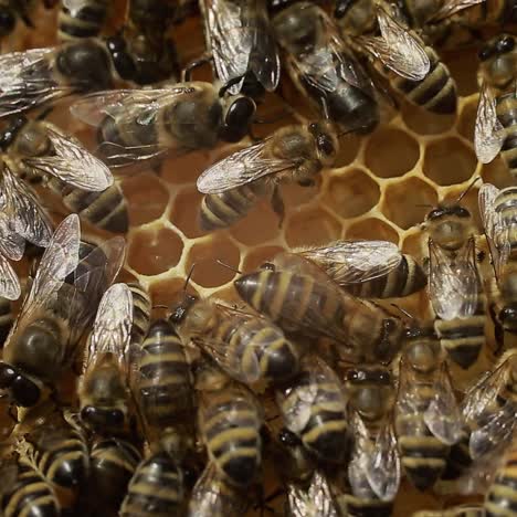 bees work on honeycomb. view of the working bees on the honeycomb
