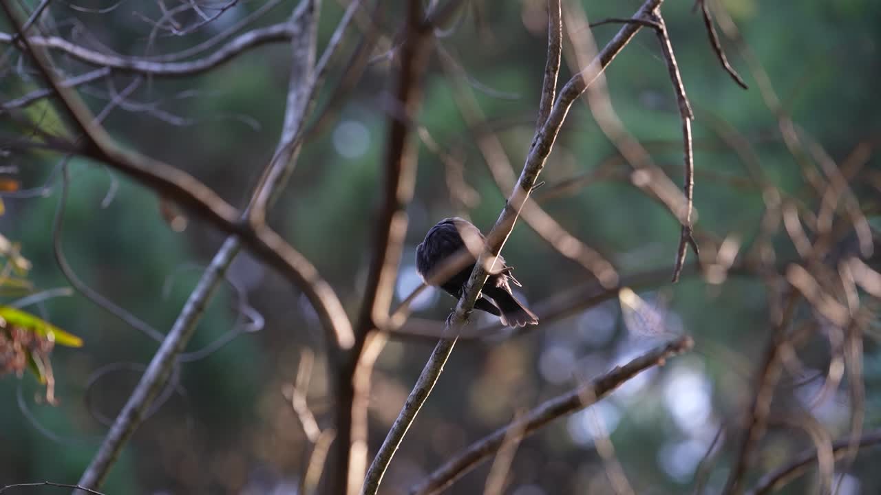 chickadee posado en una rama en el bosque, con fondo suavemente enfocado