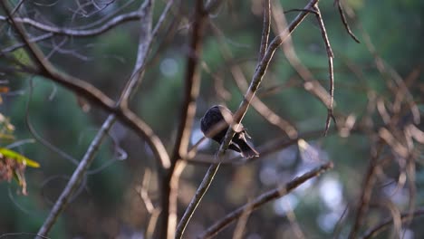 chickadee perched on a branch in the forest, with soft-focused background