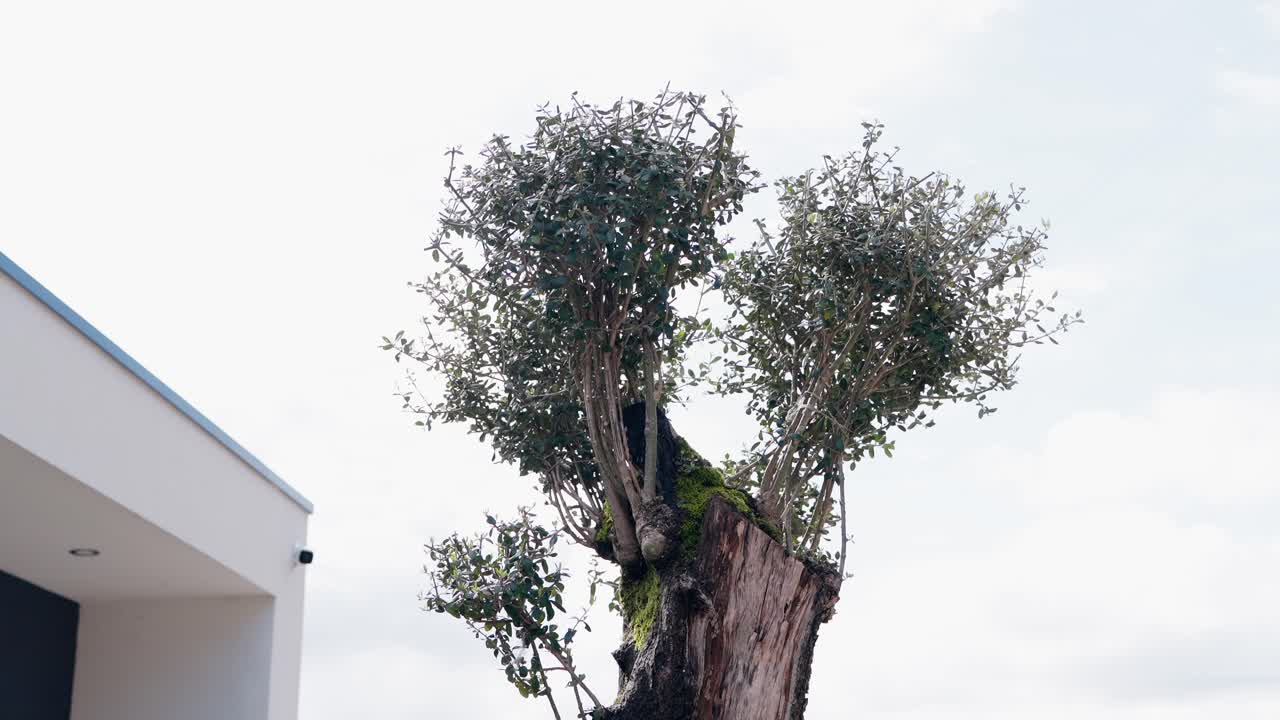 cut tree trunk with fresh leafy regrowth against white sky backdrop