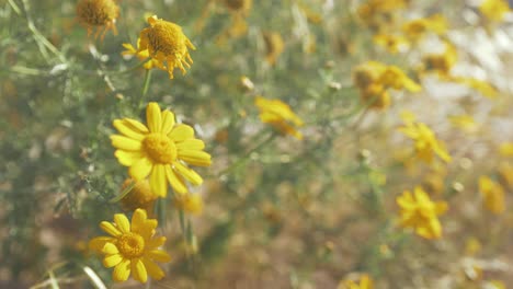 Alpine-Hulsea-Flor-Silvestre-Amarilla-Vibrante-Que-Sopla-En-El-Viento