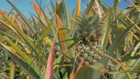 Feld-Von-Ananas