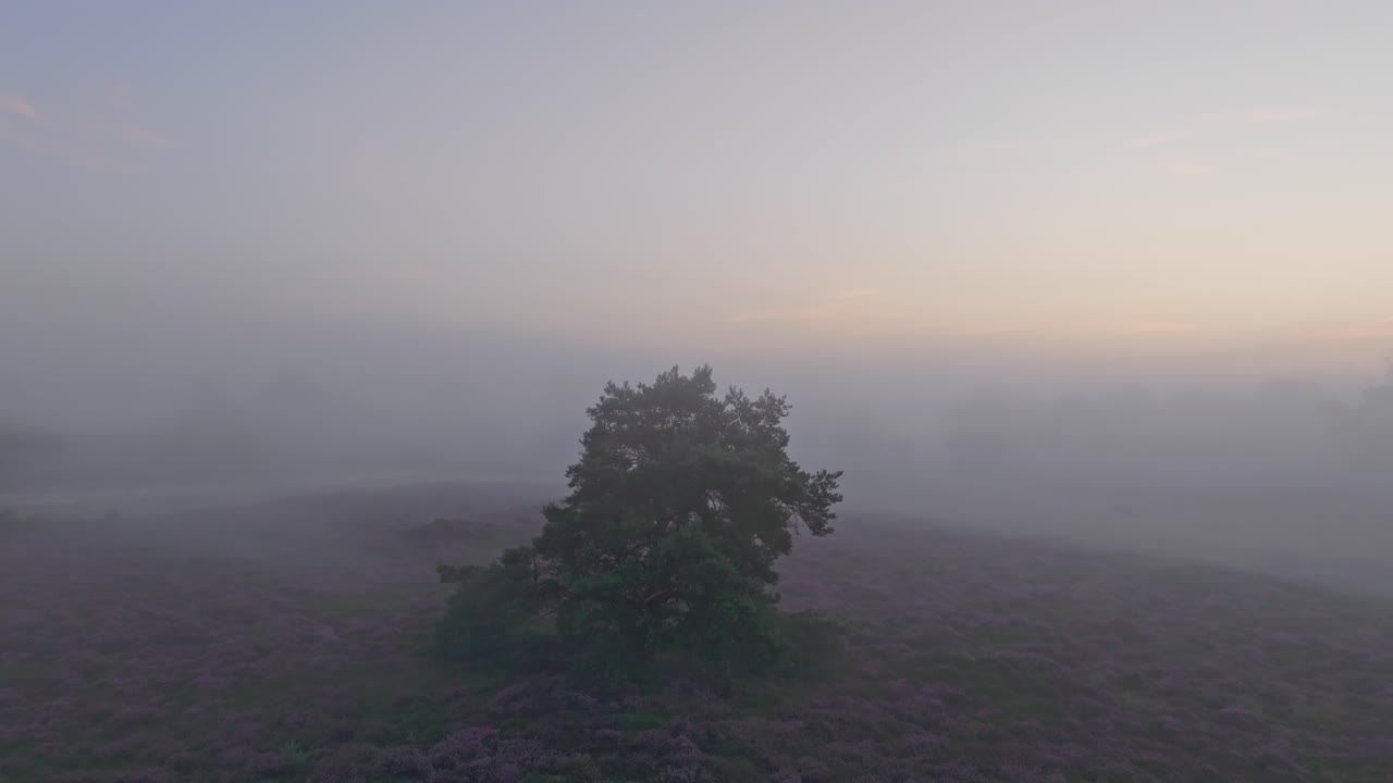 네덜란드 의 안개 가 가득 한 아침 에 시골 에 있는 야생 히더 의 공중 사진