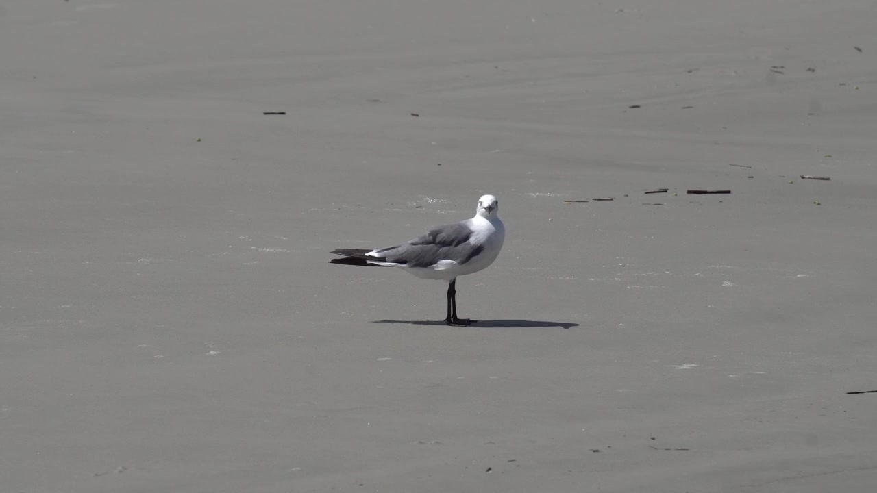 Mouette marchant sur le sable à la plage