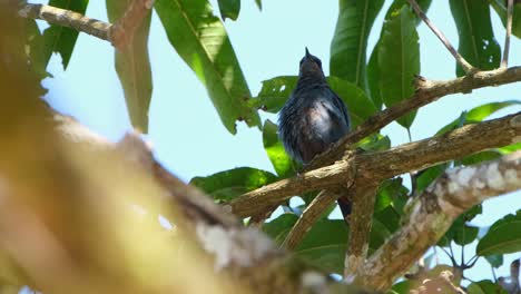 The-camera-zooming-out-on-a-Blue-Rock-Trush-perched-high-up-on-a-tree-as-it-is-preening-its-feathers-and-looking-around-its-surroundings-inside-Khao-Yai-National-Park-in-Thailand