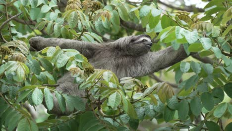 three clawed sloth letting go of branch and looking in direction of camera