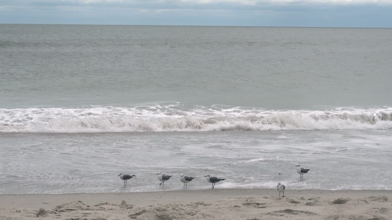 갈매기는 노스 캐롤라이나 주 바다 섬 해변의 조수의 가장자리에 줄을 섭니다.