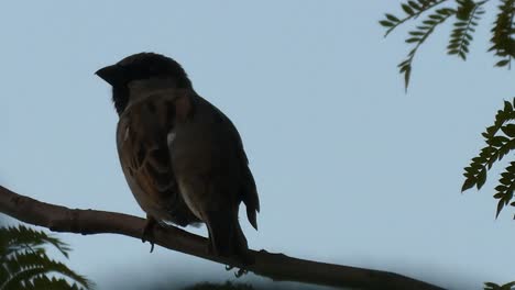 Ein-Hübscher-Spatz,-Der-Auf-Dem-Ast-Eines-Baumes-Sitzt,-Wenn-Es-Fast-Dämmert