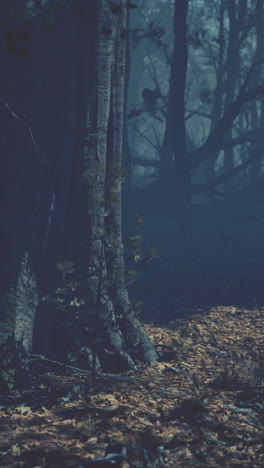 dark and foggy forest