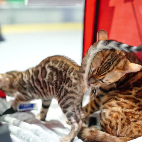 bengal cat licking the kitten. cat mother and kitten