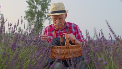 Senior-farmer-worker-grandfather-man-in-organic-field-growing,-gathering-purple-lavender-flowers