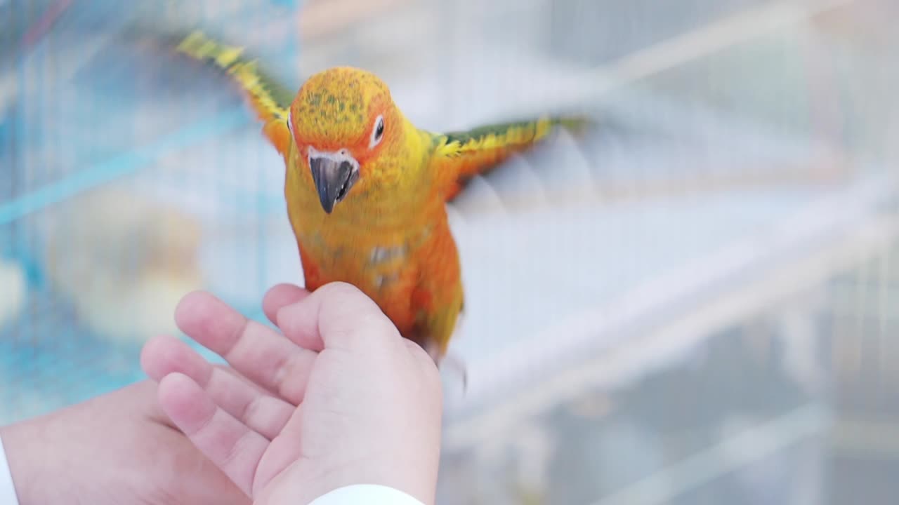 A colorful parrot perches on a human hand