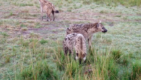 hyena pack resting and searching for food in a sunny morning savannah