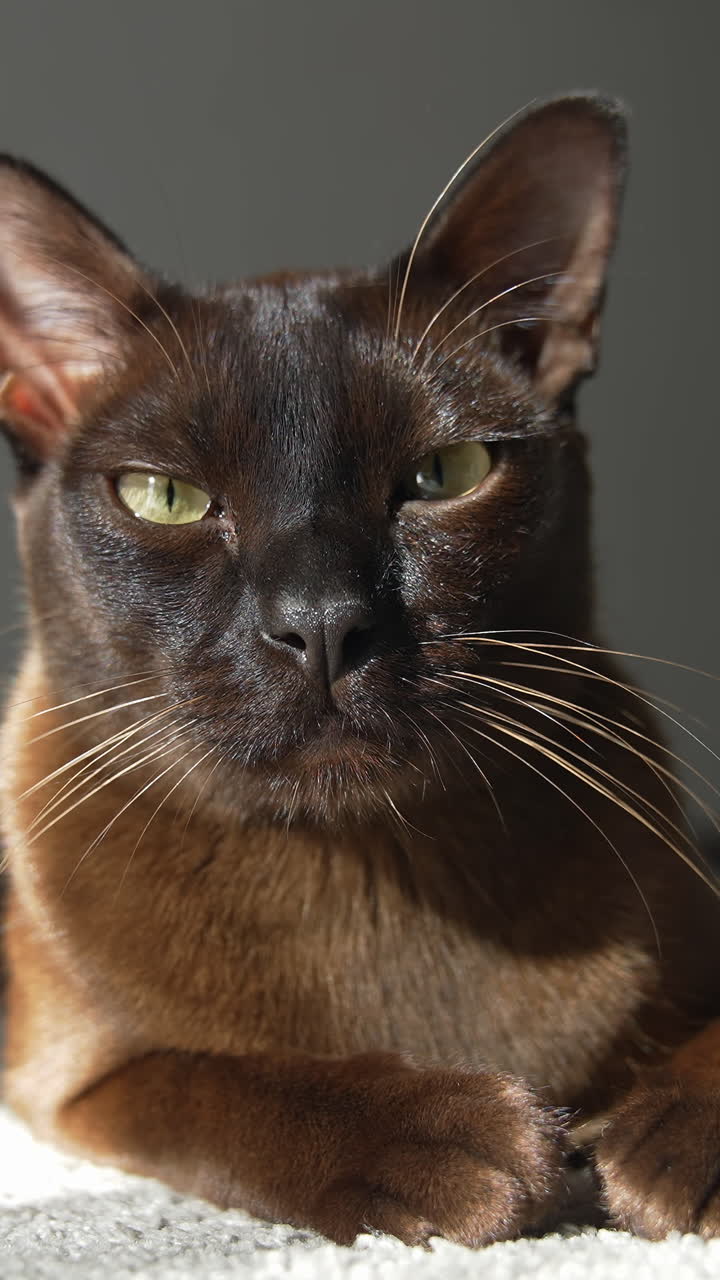 Scatto di un giovane gatto domestico
