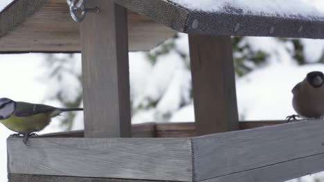 Camachuelo-Euroasiático-Macho-Junto-Con-Pájaro-Teta-En-Un-Comedero-De-Madera-Colgado-En-La-Naturaleza-Invernal