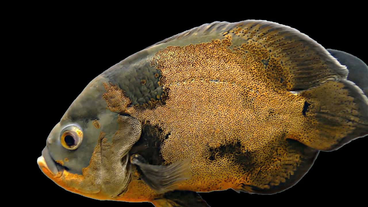 아마존 열대 물고기 - 호랑이 오스카, 검은 바탕, 크로마 키