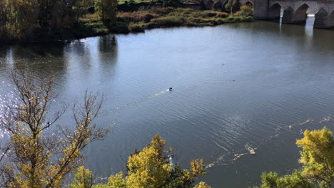 river fauna on a sunny day