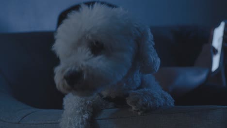 foto de detalle de perro caniche bostezando