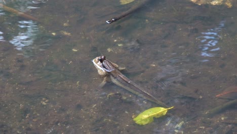 close up shot of a air-breathing giant mudskipper in the intertidal mangrove habitat during low tide period