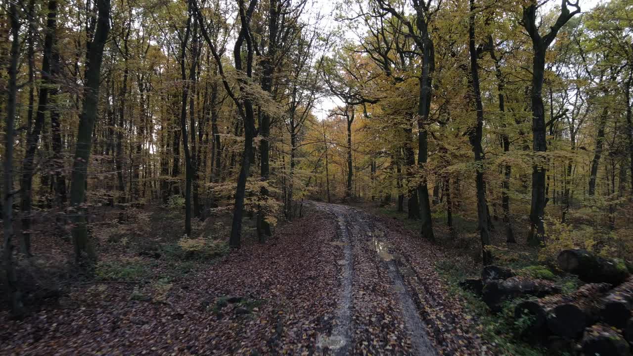 camminare all'interno della foresta durante la stagione autunnale, foglie gialle alberi alti