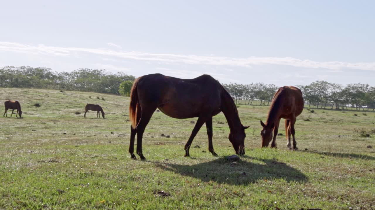 caballos en la granja comiendo hierba, de cerca