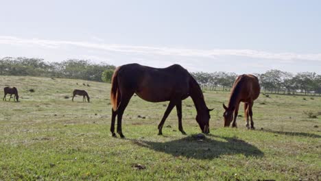 Horses-on-farm-eating-grass,-close-up