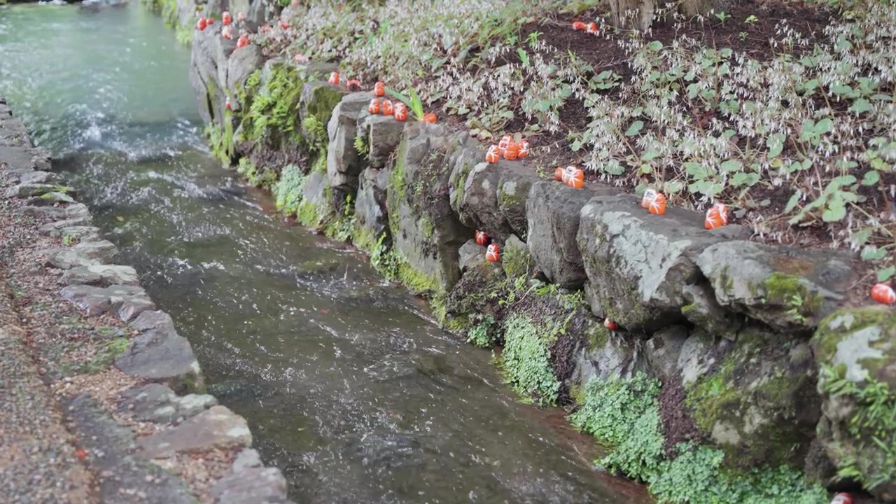 Molte piccole bambole Daruma decorano le rive rocciose di un ruscello che scorre al Tempio Katsuoji, circondato da un lussureggiante paesaggio di giardino giapponese a Osaka