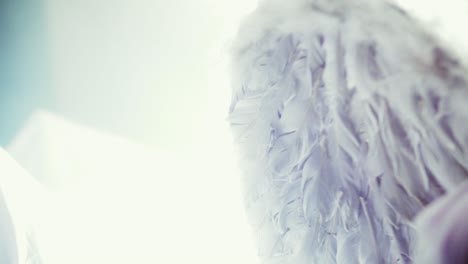 cinematic shot of wings with white feathers and blurred background