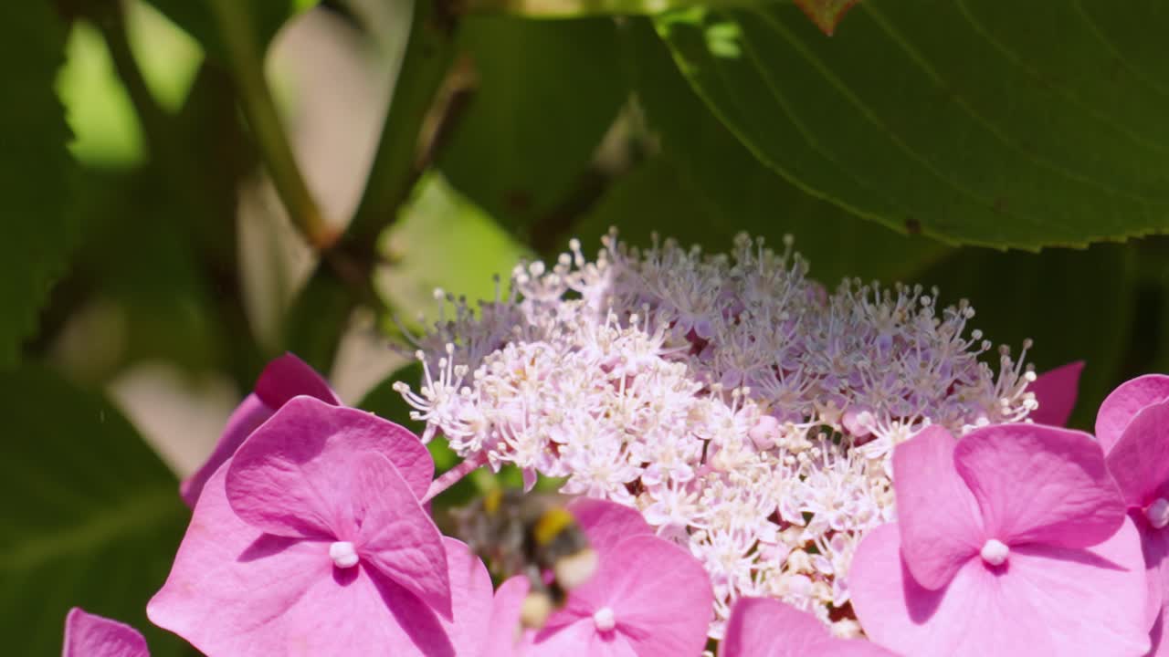 abejorro flotando polinizando planta de hortensia púrpura en el jardín de la naturaleza en un caluroso día de verano
