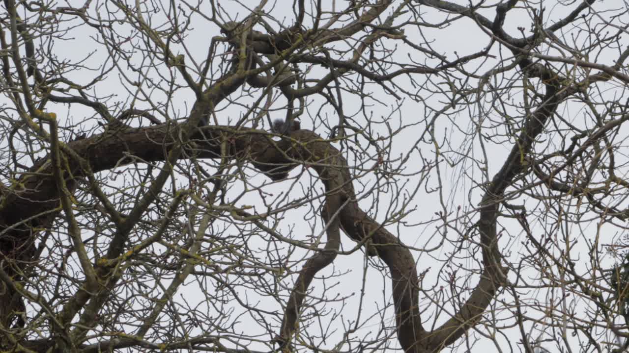 Gray Squirrel running along branch on tree in the snow