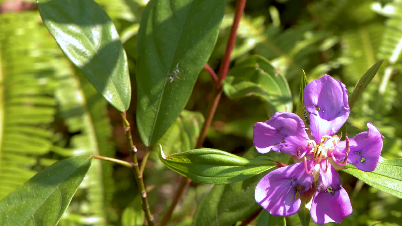 Un fiore di campo viola vibrante ondeggia tra foglie verdi rigogliose sotto la luminosa e naturale luce del sole all'aperto