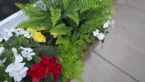 colorful-petunias-in-flower-boxes-on-Mackinac-Island,-Michigan-summer-homes-and-hotels