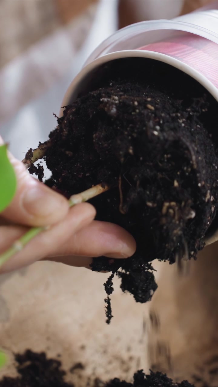 Close up shows person hands carefully handling green leafy stems and roots covered in dark soil. Soil is transferred between containers focusing on interaction of hand held plant material