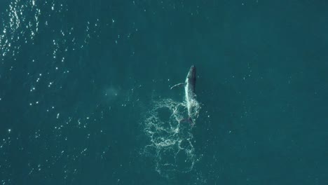 cinematic aerial vertical slow-mo footage of a humpback whale in calm blue ocean water, playing and splashing around off sydney northern beaches coastline in migration