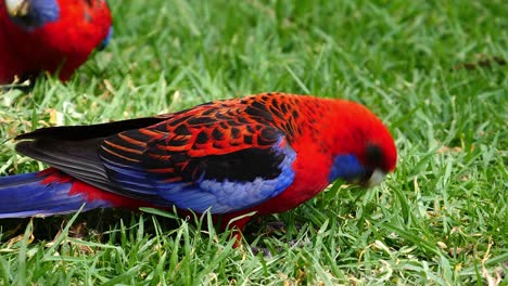 a crimson rosella parrot forages for food on the ground in australia 1