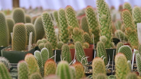 plantas de cactus en el interior del vivero