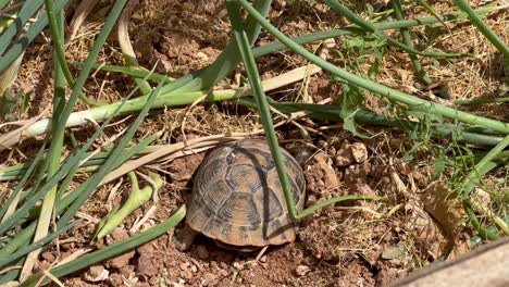 Schildkröte-Im-Garten,-Die-Wegläuft-Und-Ihren-Kopf-Unter-Der-Erde-Versteckt