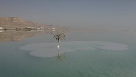 dead tree in the dead sea