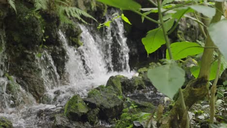 water springs at uruapan michoacan national park on a cloudy day , slow motion