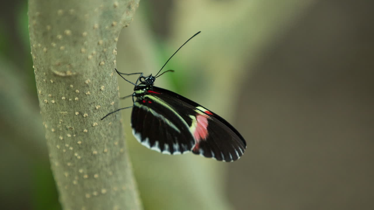 Butterfly Macro 23