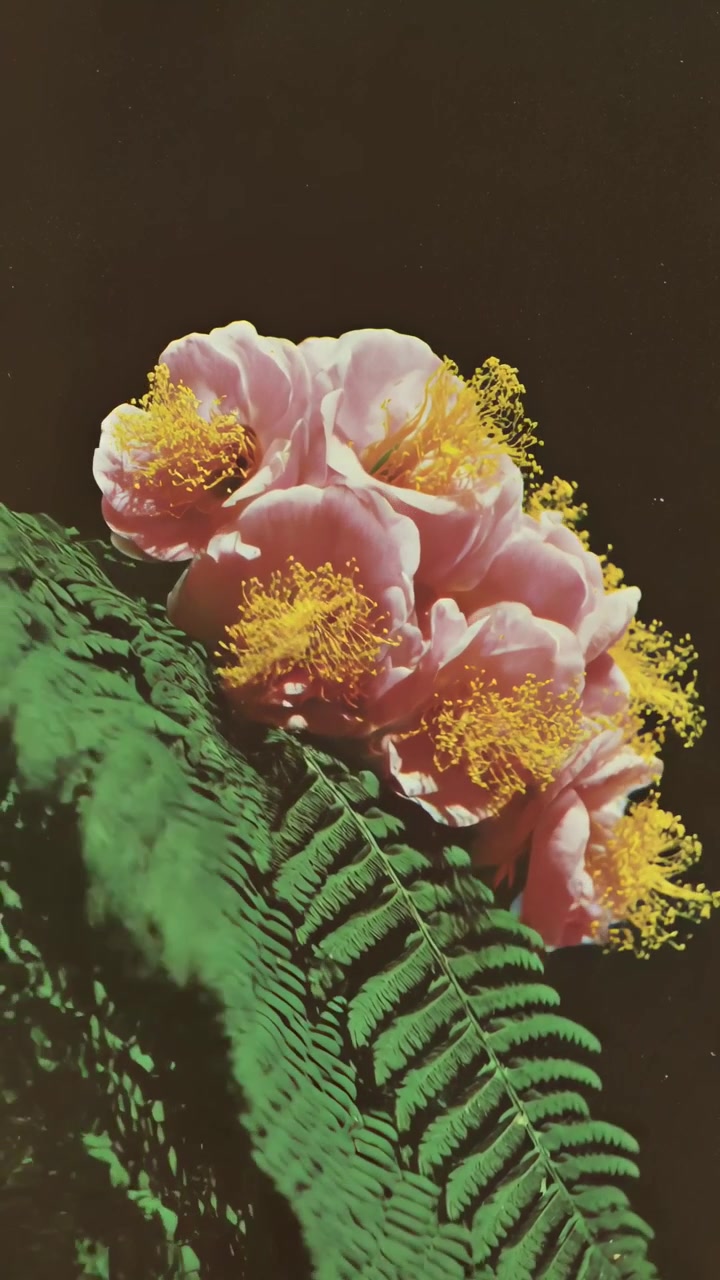 Pink Camellia Flowers and Green Fern Leaves Against Dark Background
