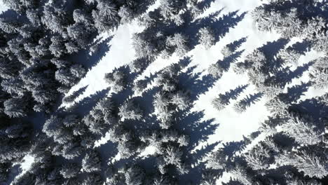 aerial shot looking down onto the top of a snow covered pine forest while lifting up gently