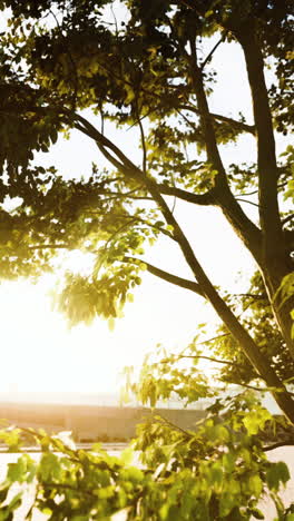 sun shining through tree branches