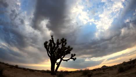 un colorido amanecer detrás de nubes tormentosas en el desierto de mojave con un árbol de joshua en primer plano - lapso de tiempo